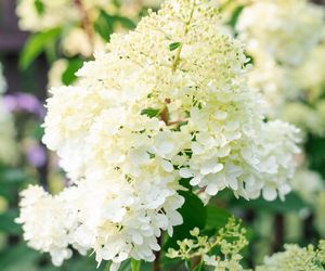 Hortensja bukietowa 'Polar Bear'