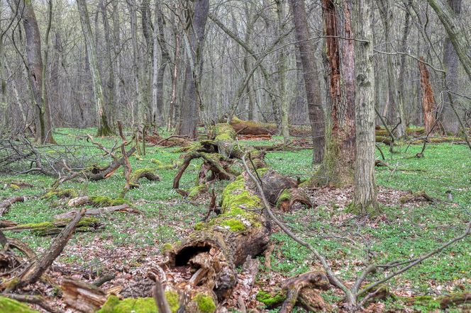 W tym małopolskim lesie polowali niegdyś królowie. Dziś hodują tam żubry 
