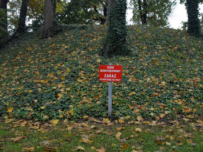 Są pieniądze na pielęgnację drzew w miejscu dawnych fortyfikacji i promenad w Lesznie