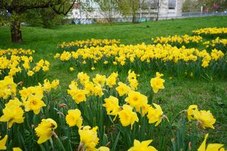 Żonkile kwitną w Warszawie 