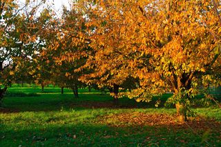 Jesienne nawożenie drzew owocowych: jaki nawóz do drzew owocowych na jesień?