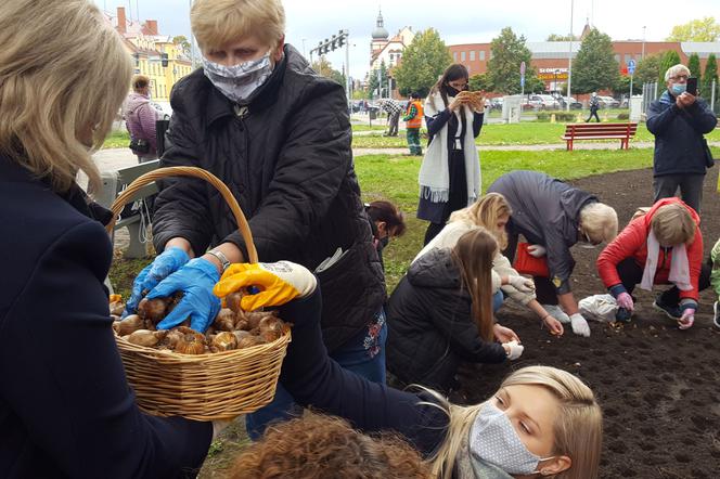 Ponad 2 tysiące żonkili posadzono na Polu Nadziei w Lesznie