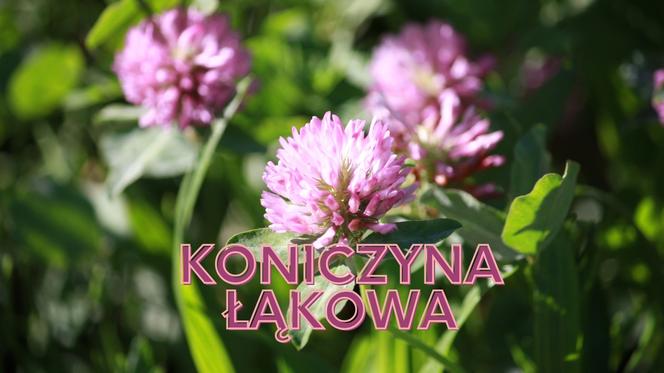 Kwiaty jadalne, które znajdziesz w Polsce! Świetne do drinków i tortów! 