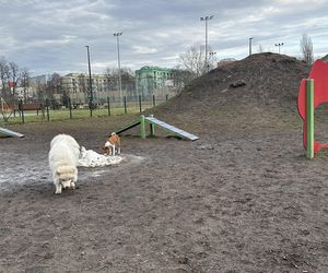 Psi park na ul. Żubardzkiej w Łodzi