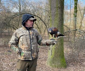 Drapieżnik lata nad „Aleksandrią”. Jastrząb Grażyna płoszy gawrony