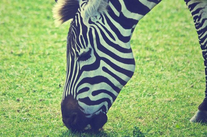 Zebra Hermiona apeluje do mieszkańców stolicy. To ważny przekaz!