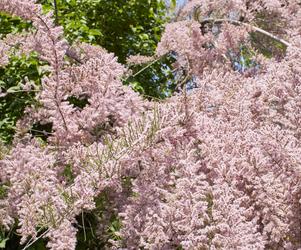 Tamaryszek francuski