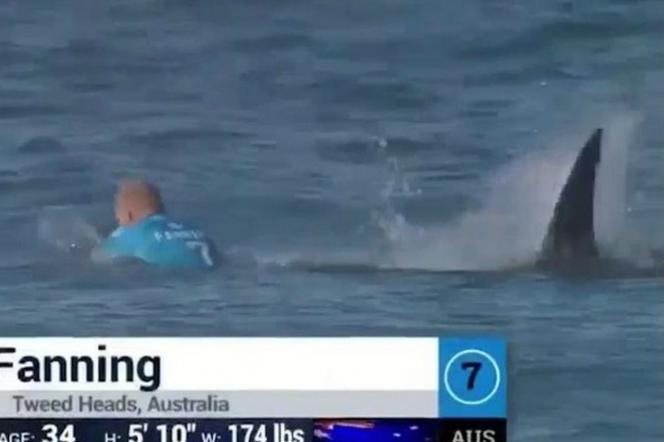 Rekin zaatakował surfera
