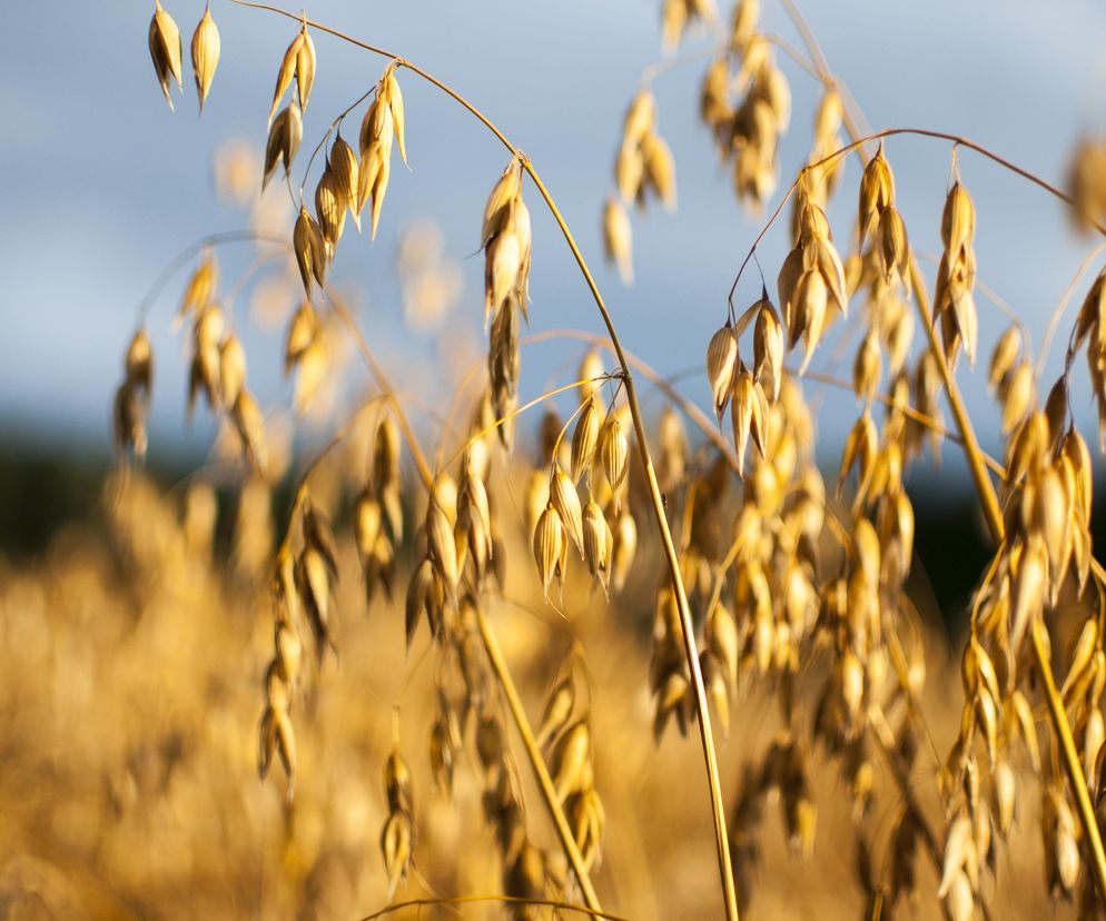 Naukowcy: uzyskane z owsa cukry złożone mogą pomóc w leczeniu raka jelita grubego