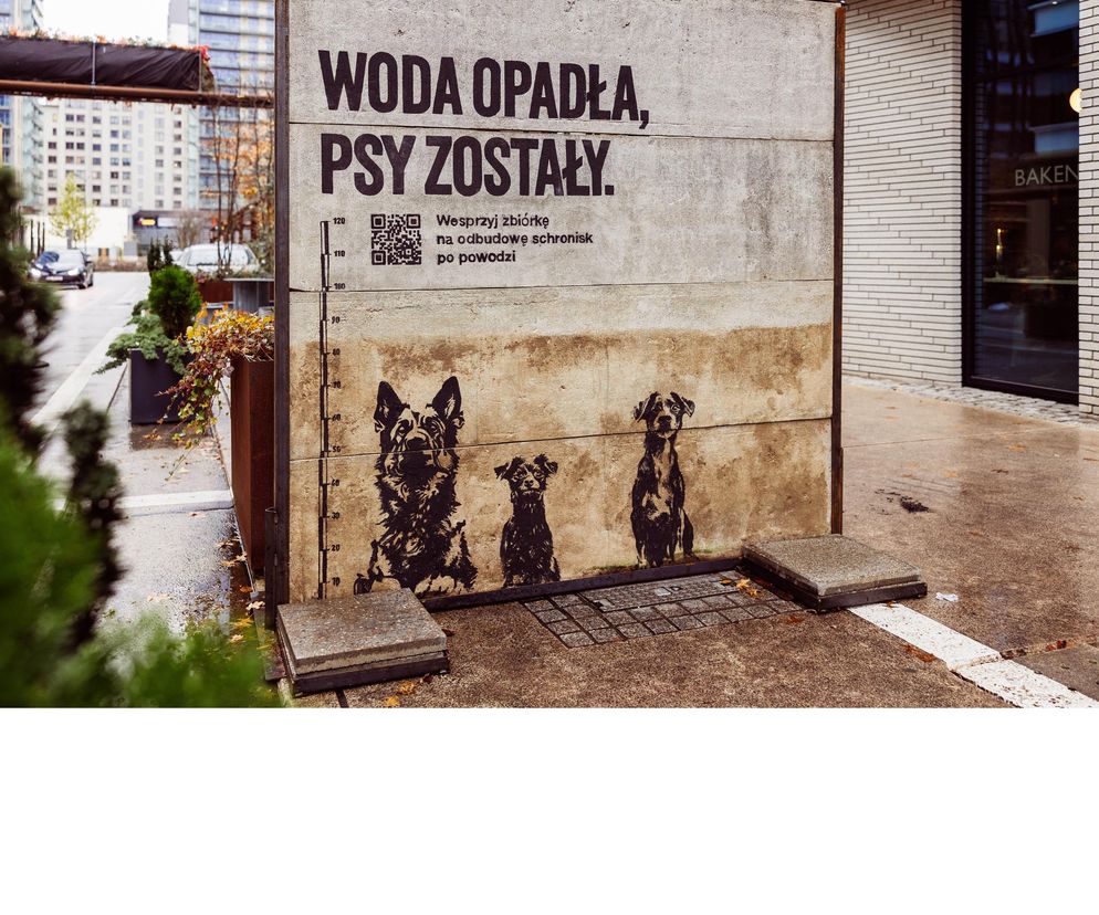 Woda opadła, psy zostały