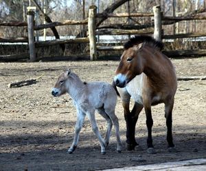 ZOO w Warszawie ma już 97 lat. Wielka feta w stołecznym ogrodzie! Jakie tajemnice kryje jego historia?