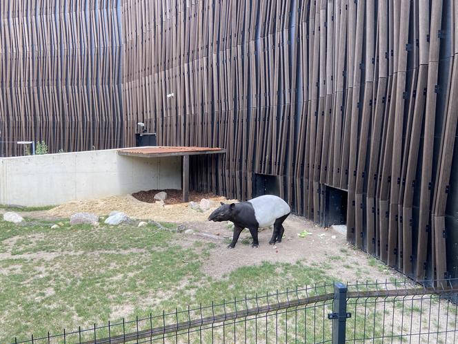 Tapir Willy nowym mieszkańcem Orientarium w Łodzi