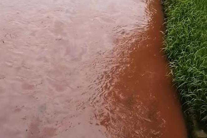 Tak wygląda rzeka Brynica. Wodą spłynęły rozpuszczone chemikalia po pożarze w Siemianowicach Śląskich