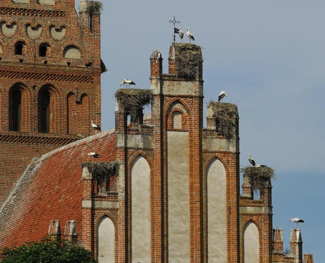   Lwowiec nazywany jest "bocianią wioską". Wyjątkowa wieś w woj. warmińsko-mazurskim