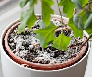 Wsyp 1 łyżeczkę do wody i spryskaj ziemię w doniczce. Pleśń zniknie z prędkością światła. Sposób na pleśń w doniczce