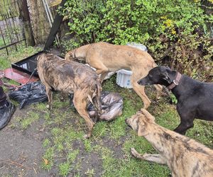 Dramat w Pruszkowie. Przetrzymywał zwierzęta w skandalicznych warunkach. Właściciel próbował się ich pozbyć