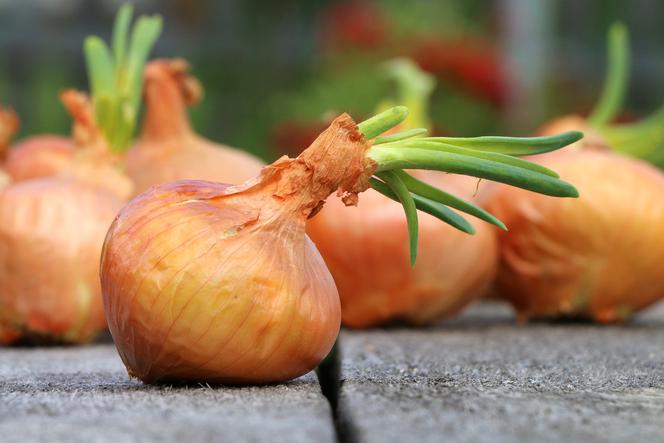 Cebula na 3 sposoby. Mimo zapachu, pokochasz jej właściwości zdrowotne, kulinarne i kosmetyczne