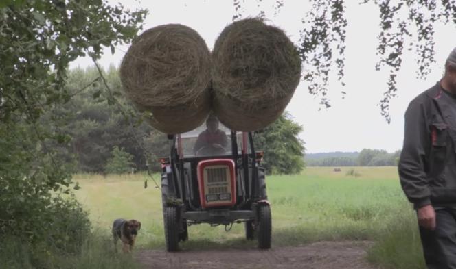 Rolnicy. Podlasie. Andrzej z Plutycz zwozi bele do stodoły. Musi się śpieszyć