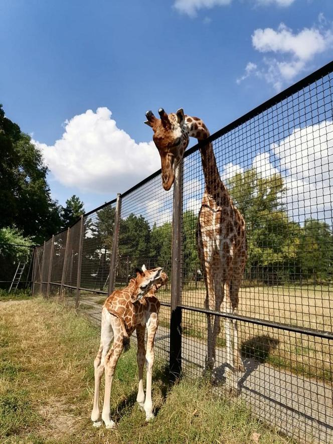 Mała żyrafa w warszawskim zoo