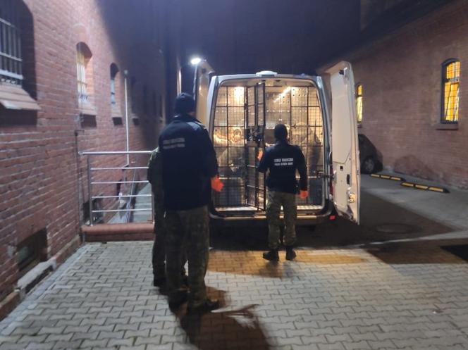 Strażnicy zatrzymali kuriera i jego przesyłkę. Na pace przewoził nie tylko paczki