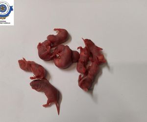 Dramatyczna interwencja w sklepie zoologicznym na Śląsku. Zwierzęta przetrzymywane w skandalicznych warunkach