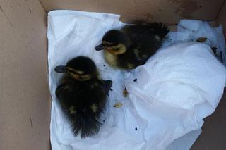 Dwie małe kaczki utknęły w studzience kanalizacyjnej 