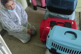 TOZ ratuje koty, których właścicielka zginęła w wypadku