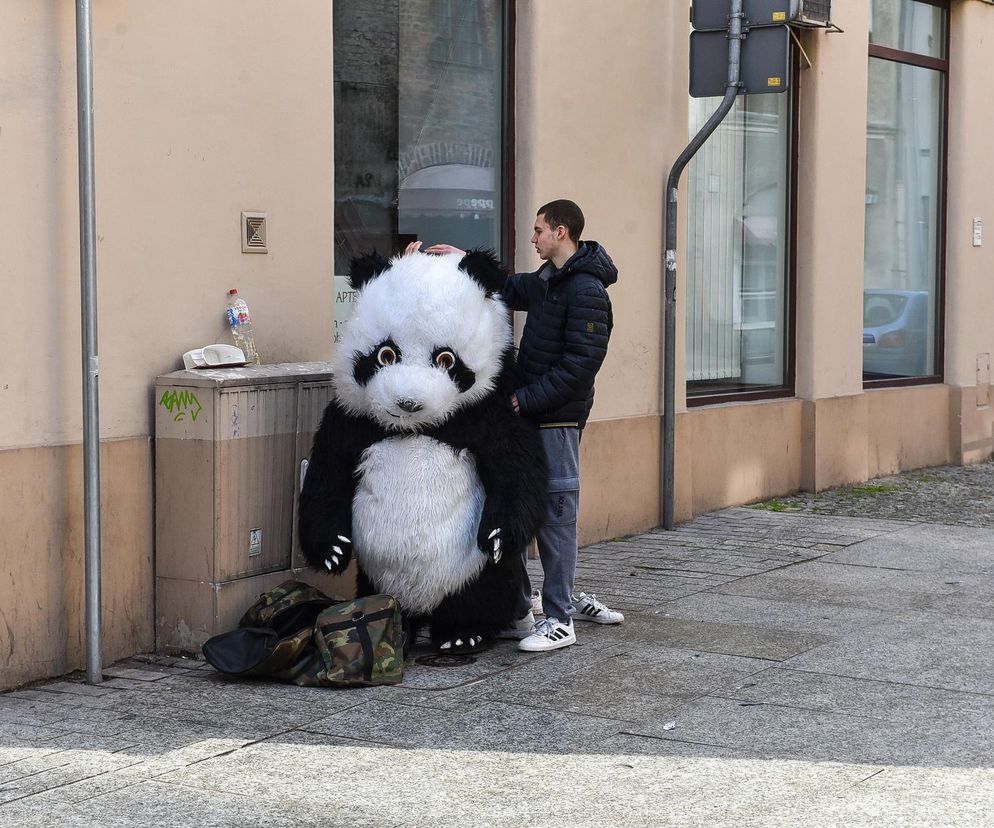 Zakopane ma Chytrego Misia, Toruń Wesołą Pandę, kulturalnie zaczepia turystów