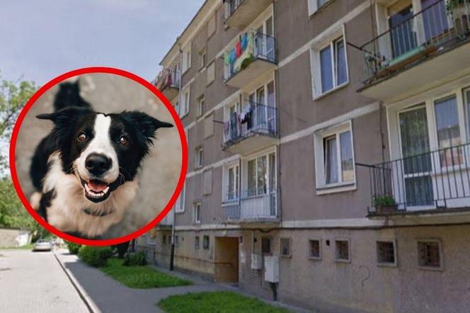 Nietypowa interwencja służb w Tychach. Zostały wezwane do... psa na balkonie