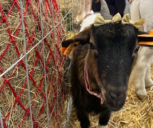 Wystawa i Targi Zoologiczne ZOOPark w Lublinie. Do zobaczenia było wiele pięknych zwierząt