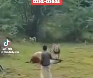 Turysta zobaczył lwa i naprawdę to zrobił! Zobacz, co stało się później