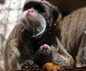Tamaryna cesarska przyszła na świat w gdańskim zoo