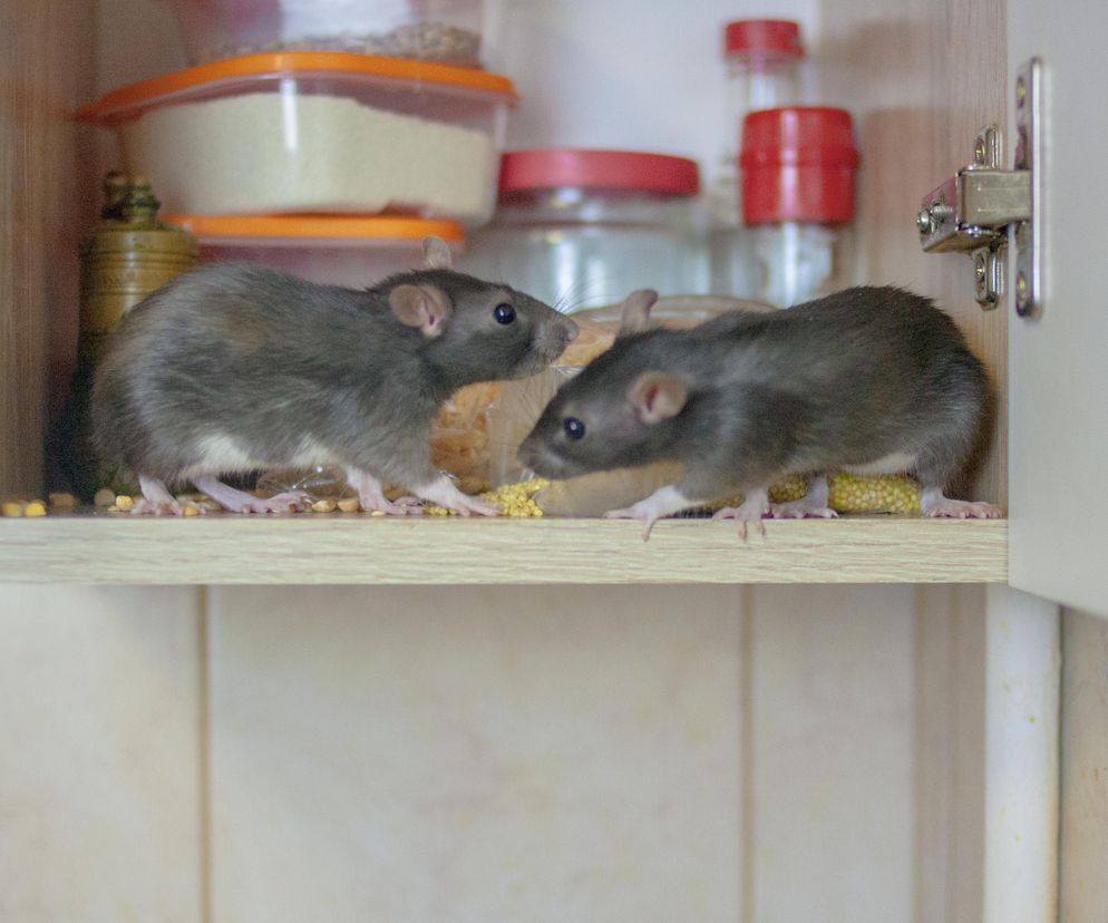 Jak się pozbyć szczurów? Ten owoc skutecznie je odstraszy