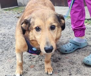 Aleksandrów Łódzki. Piesek Pimpuś potrzebuje pilnej pomocy. Zwróciła go rodzina adopcyjna