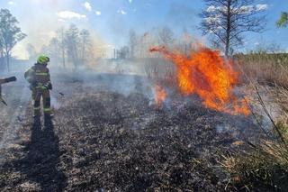 Strażacy walczą z wypalaniem traw