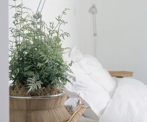 Rośliny doniczkowe do sypialni