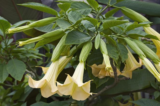 Niesamowita Datura. Zdjęcia