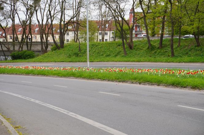 Dywan kwiatów na Gontyny