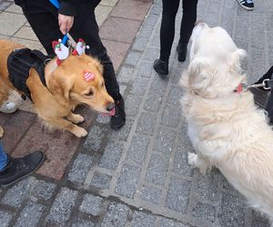 33. Finał WOŚP z grupą krakowskich Golden Retrieverów