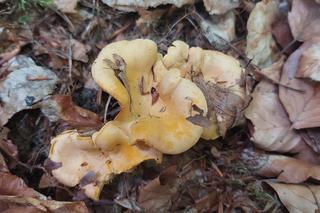 Grzyby w Lubuskiem - okolice Strzelec Krajeńskich