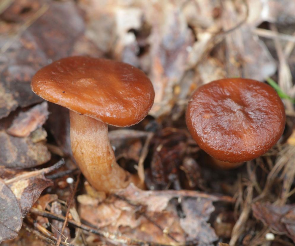 Krówki w polskich lasach. Nie są słodkie i można je jeść na surowo