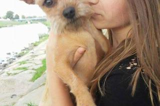 W Rzeszowie zaginął pies - właścicielka prosi o pomoc