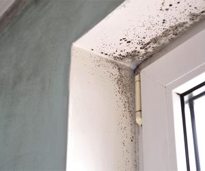 Pleśń czy grzyb – czym się różnią?  Jak skutecznie pozbyć się grzyba ze ściany?