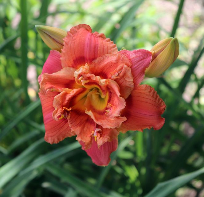 Liliowiec 'Congo Coral'