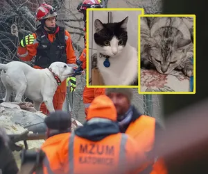 Po wybuchu w Katowicach rodzina wikariusza szuka swoich kotów.  Proszę ludzie, znajdźcie je!