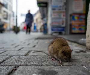 Wrocław walczy z plagą szczurów! To walka z wiatrakami 