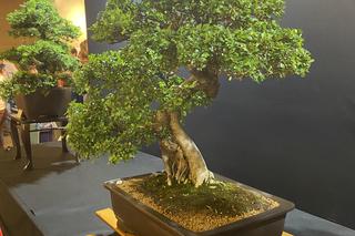 Potworne Cuda, Światowa Wystawa Orchidei, Bonsai i Sukulentów oraz targi roślin na PGE Narodowym