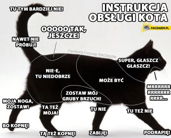 Dzień Kota 2021 - memy