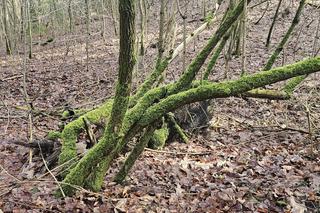 W Olsztynie są dwa takie miejsca. Zobacz, jak bajecznie prezentuje się rezerwat Redykajny [ZDJĘCIA]