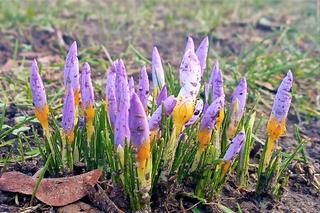 Pierwsze krokusy w Szczecinie